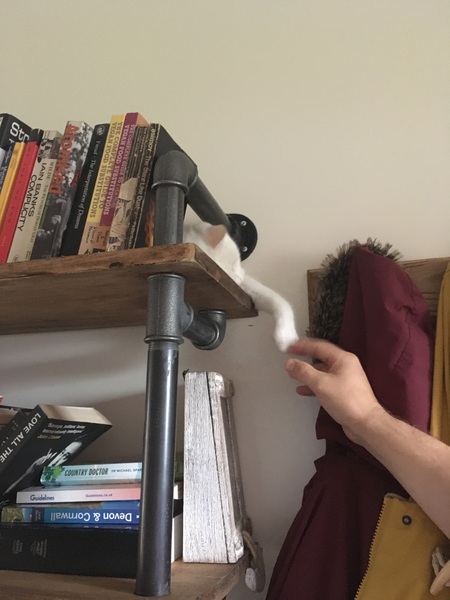 A game of CatSpot anyone?