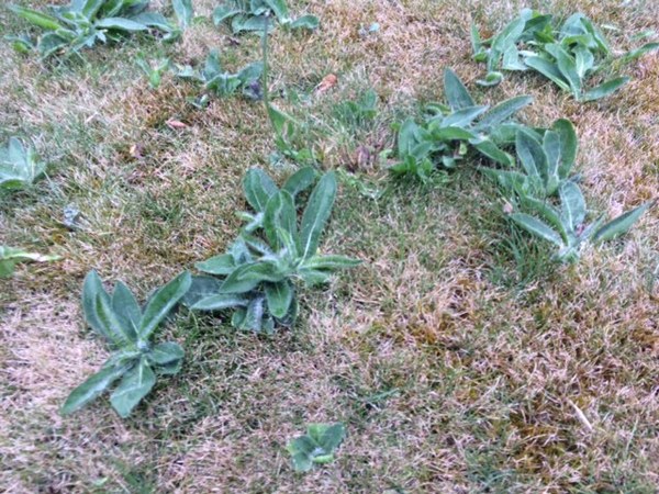 What lawn weed is this and how do I get rid of it?