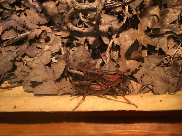 To complain to the zoo about the wanking monkeys?