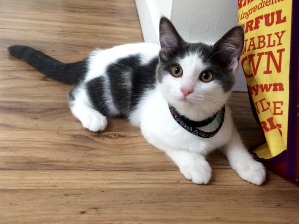 I *might* have arranged to view some kittens on Sunday