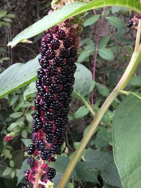 Plant id