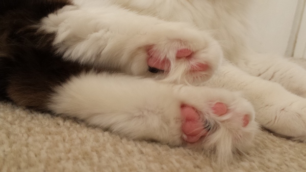 Toe floofs