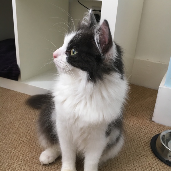 New Kitty