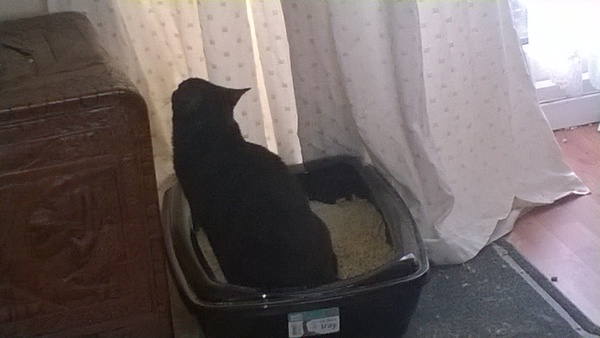 A game of CatSpot anyone?