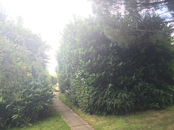 Help me plan my garden - I haven't a clue what I'm doing