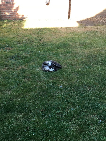 How does your cat keep itself cool in this heat?