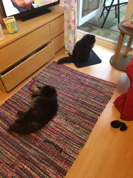 A game of CatSpot anyone?