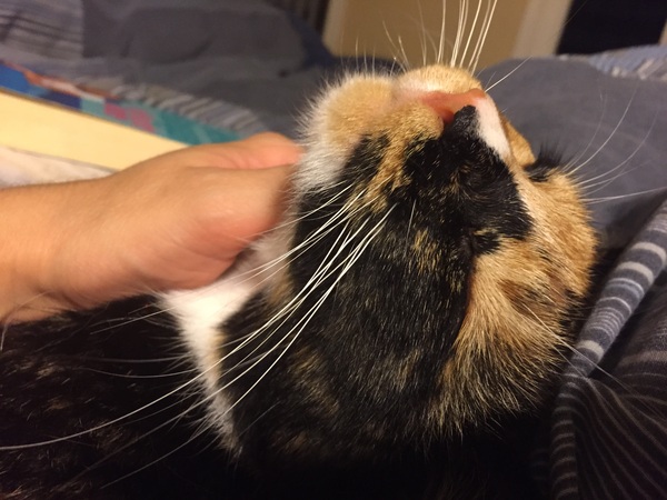 Is it true tortoiseshell cats can be mean