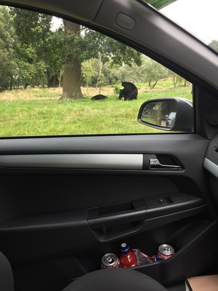 To complain to the zoo about the wanking monkeys?