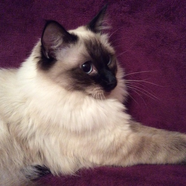 My poor lovely cat Coco isn't very well - I'm so worried :((