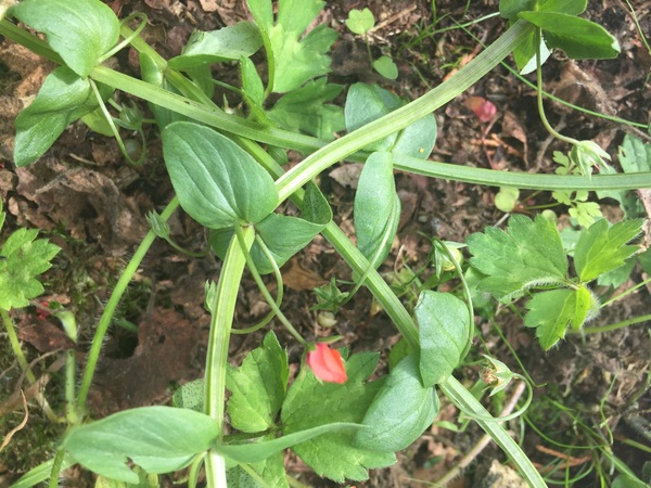 Weed ID