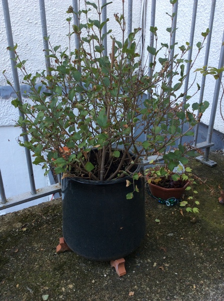 Lilac help needed