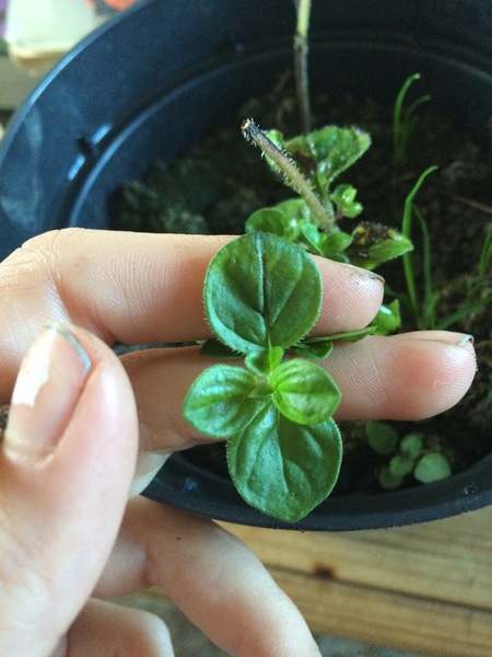 Is this a herb and if so, what is it?