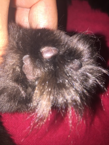Toe floofs
