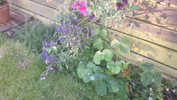 What's looking good in your garden at the moment?
