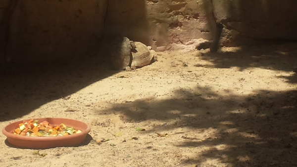 To complain to the zoo about the wanking monkeys?