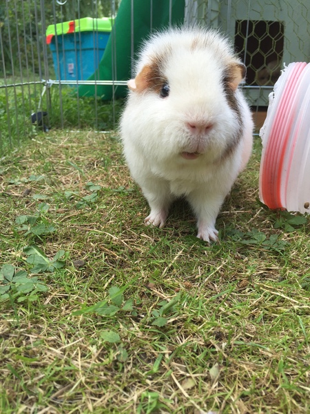 Think my piggies are getting fat