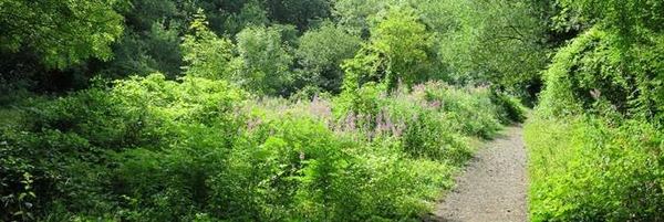 Great North Wood Walk - Honor Oak - Wildlife Trust Aug 20