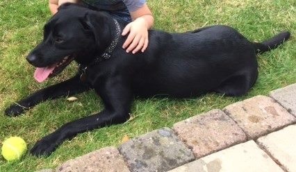 Talk to me about rescue dogs?