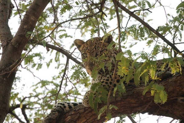 Africa Safari and Beach Holiday