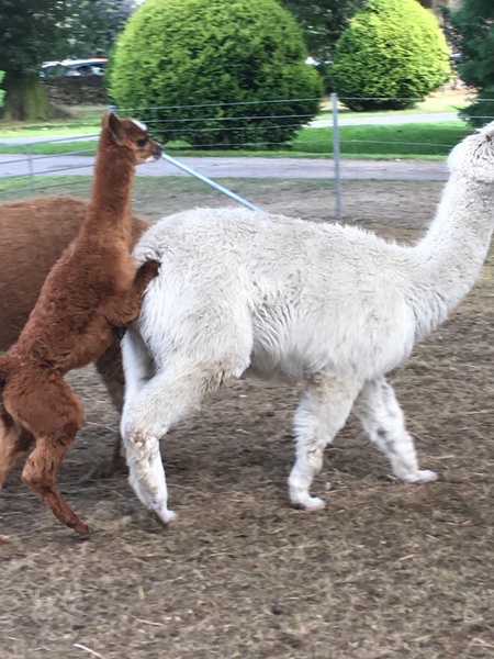 To complain to the zoo about the wanking monkeys?