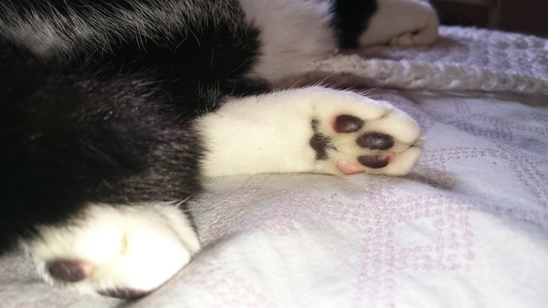 Toe floofs