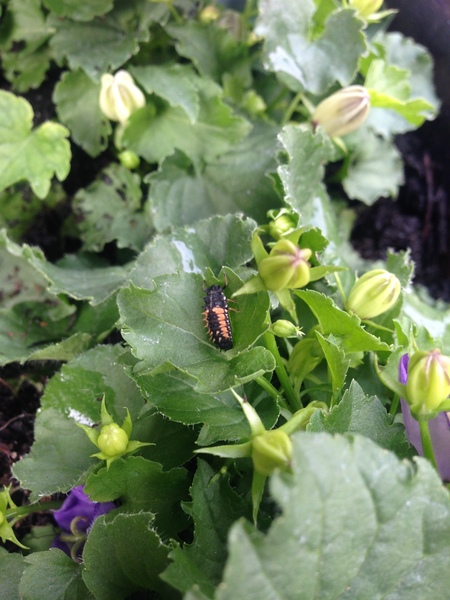 Harlequin ladybird