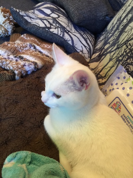 Zombie and Chemo - The Ongoing Saga