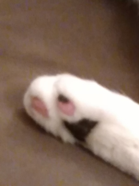 Toe floofs