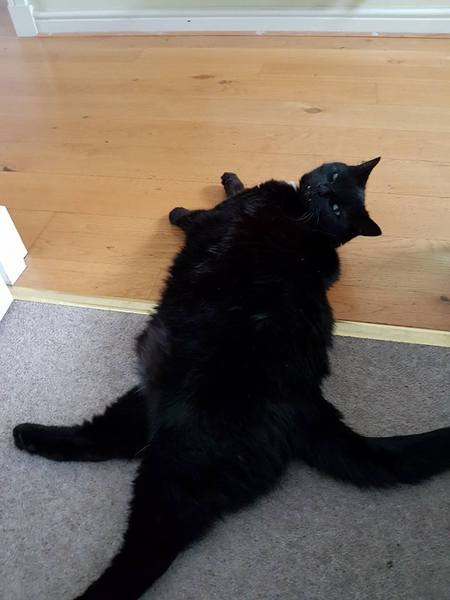 Cat is Being Perfectly Reasonable