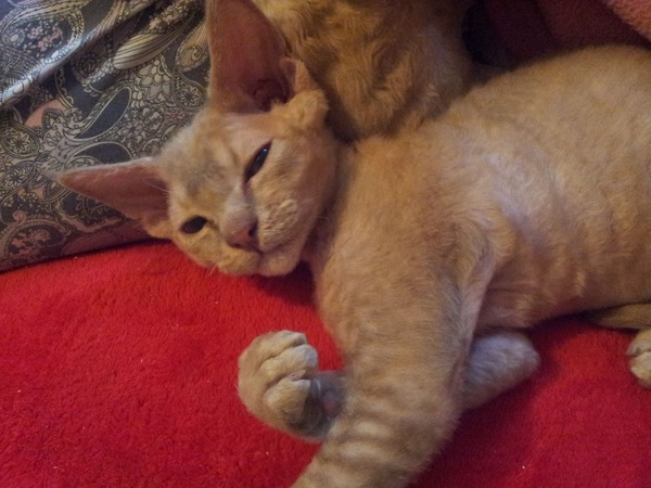 Hypoallergenic cat?