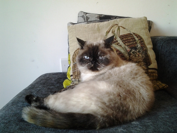 I *might* have arranged to view some kittens on Sunday