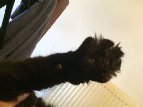 Toe floofs
