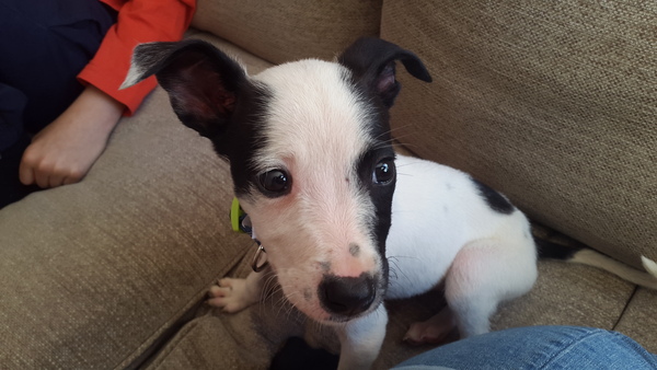 Underweight possibly underage lurcher puppy