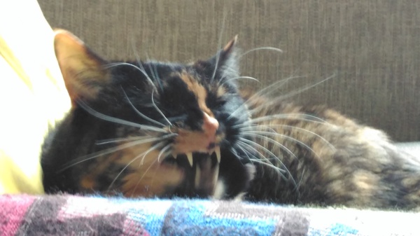 Is it true tortoiseshell cats can be mean
