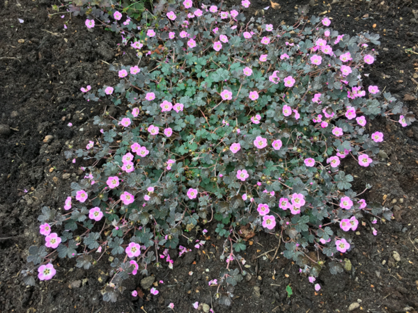 Can anyone identify this geranium?