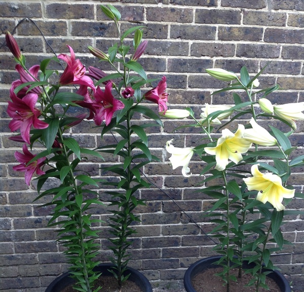 Poor quality lily bulbs?