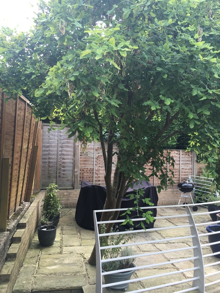 Am I overreacting? Should I cut down this laburnum?