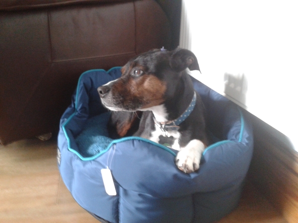 Inspirational dog bed thread
