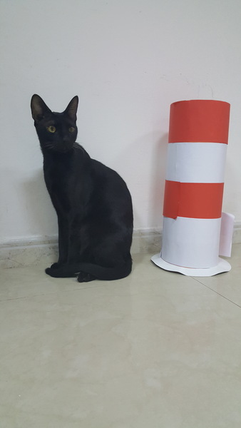 Anything we can do to help our cat be less of a bastard?