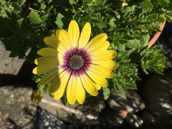 What do you have in your gardens right now that is yellow?