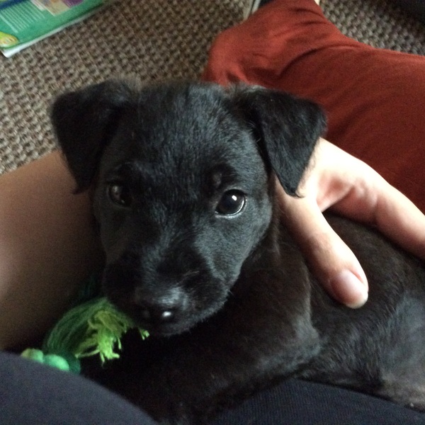 Can anyone recommend a breed?