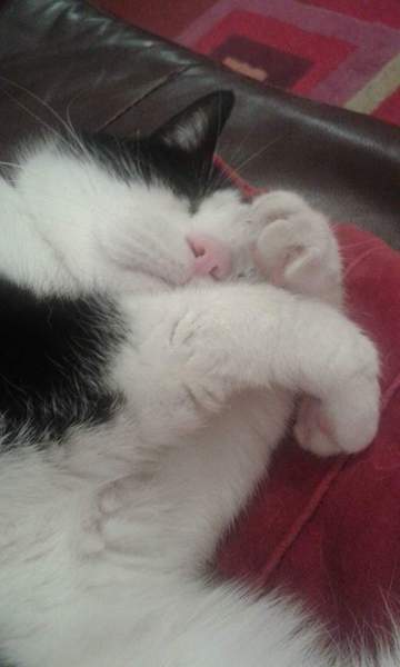sweet dreams my darling Fudge