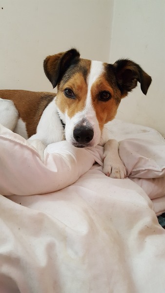 What's my dog made of? Any ideas? Pics shown.