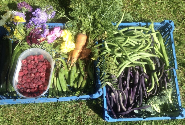 Allotment/Veg Patch Thread 6 -  Weed 'em and Reap!