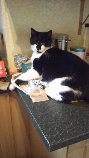 Brave Babes Battle Bus - Holding our heads up like thistles