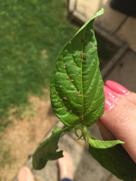 Bugs on indoor chilli plant