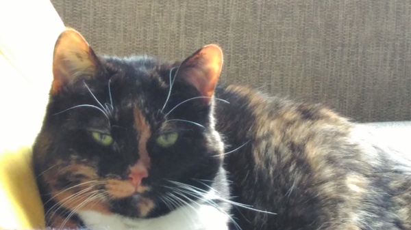 Is it true tortoiseshell cats can be mean