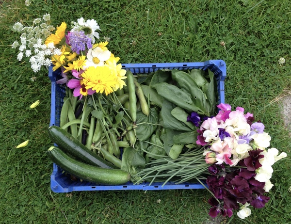 Allotment/Veg Patch Thread 6 -  Weed 'em and Reap!
