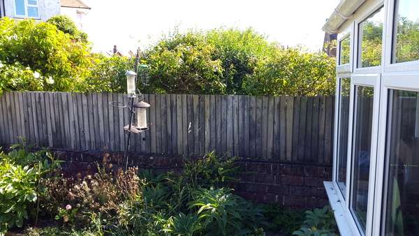AIBY to put neighbour's rose clippings in her bin